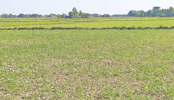 缅甸国内绿豆种植最多的地区为仰光省南部专区地区