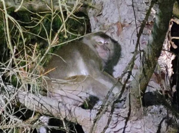 美国实验用猴逃跑，有人接触后出现类似新冠的症状