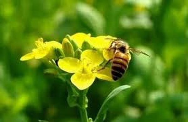 《似蜜随笔》为谁辛苦为谁忙（了因）