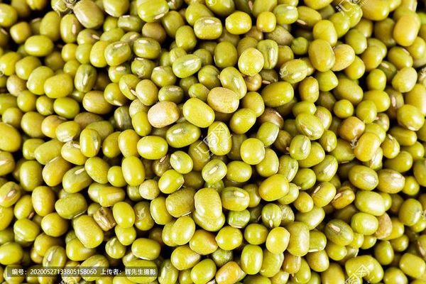 曼德勒省皎栖县区冬作物绿豆比原计划多种植了近千英亩