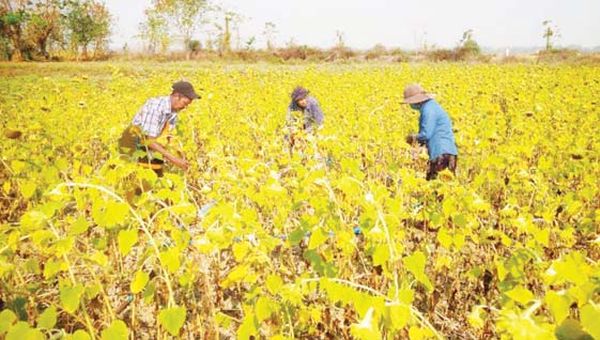 勃固省包康县种植了包括向日葵在内的油料作物1万多英亩