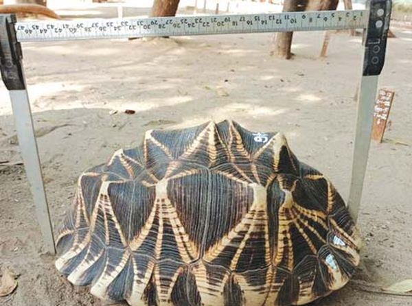 蒲甘古城野生动物保护林中圈养着世界最大的星龟