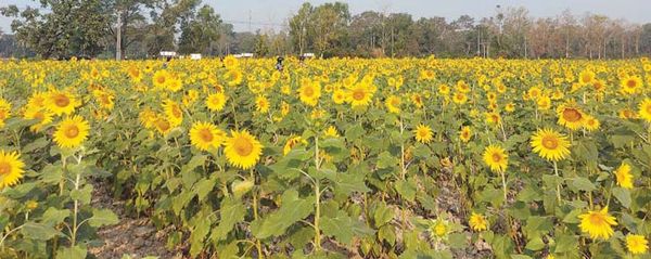 勃固省达耶瓦底县区将扩大种植向日葵油料作物5500英亩