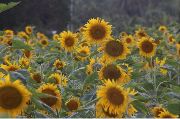 勃固省坦达宾县区向日葵作物生产情况