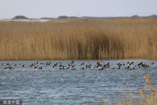 “新疆是个好地方”，150名日本人报名参加