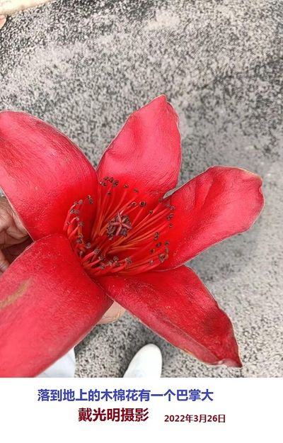 木棉花(戴光明)
