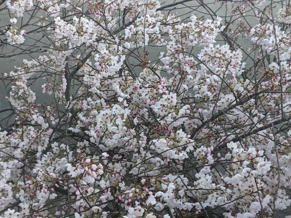 寒舍櫻花开（苏文银）