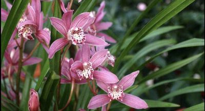 清明时节的野兰花（钟纯芳）