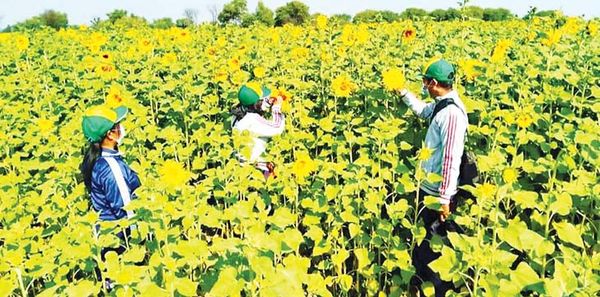 马奎省敏巫县区将种植43,000多英亩向日葵油料作物