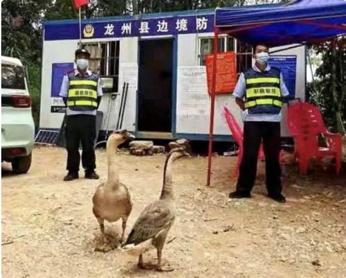 中国边境，“鹅卫兵”