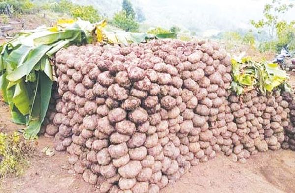 丹老县区胶农们在橡胶树之间种植了间种作物魔芋