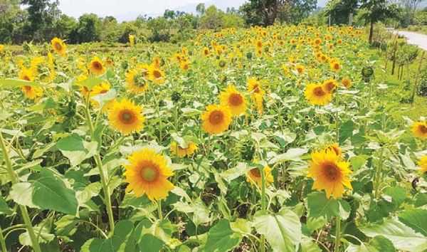 掸邦南部彬得亚县区水田种植向日葵已获得成功