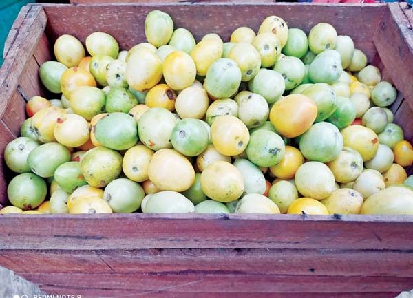 马奎省谬地县引种台湾番茄品种