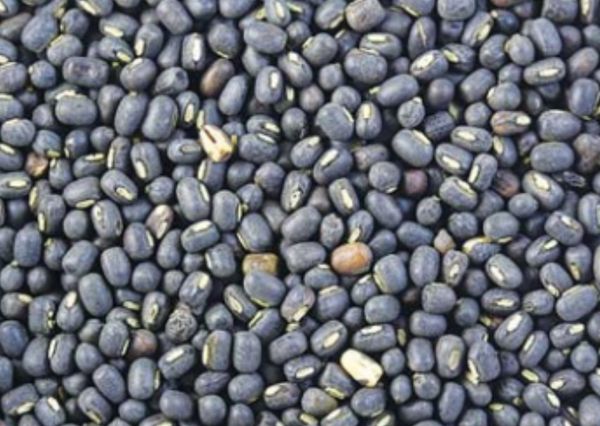 供求不平衡的黑麦豆市场行情展望