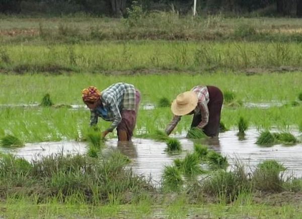 实皆省果林专区开始雨季作物种植工作