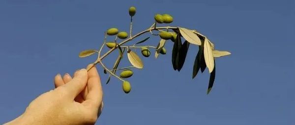 它俩，伸过来橄榄枝？