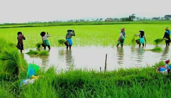 实皆省遵纳县区规划种植29,000多英亩雨季稻