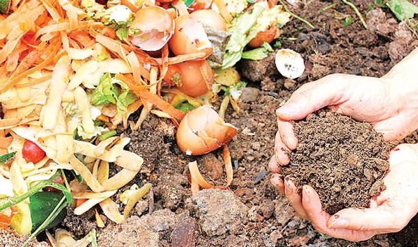 缅甸国内马铃薯产量减少价钱上扬走俏