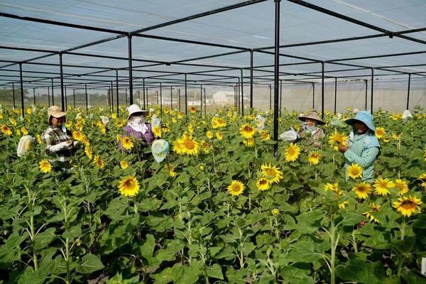 马奎省敏纳县区将种植8千多英亩向日葵油料作物