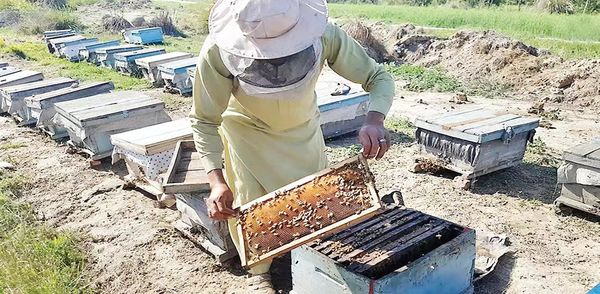 新财政年度两个月缅甸已向国外出口蜂蜜300公吨