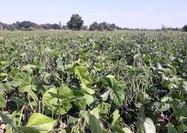 曼德勒省良吴县区采用电力提水法种植绿豆已获成功