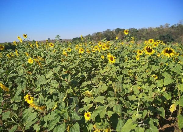 实皆省迪姜县区今年将种植近2万英亩向日葵油料作物