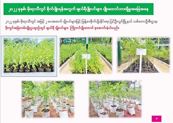 缅甸要将花都彬乌伦打造成樱花都城