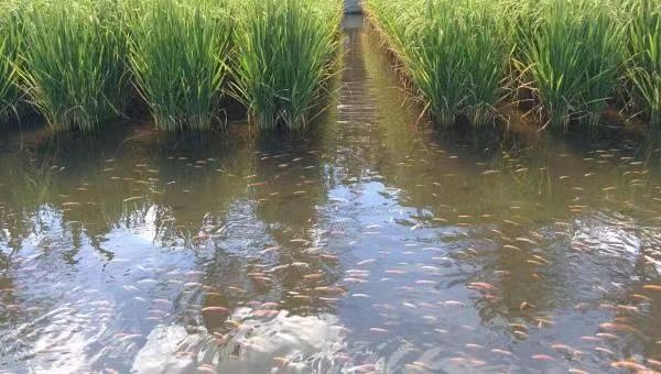 伊洛瓦底省开始兴起稻田养鱼