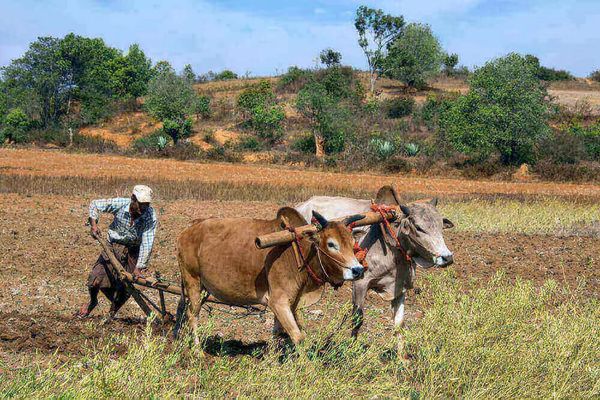 农业部门将在钦邦地区推广新稻谷良种