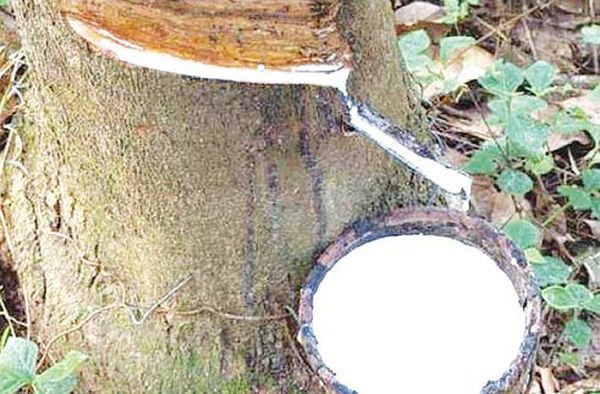 德林达依省区橡胶价钱略微上扬