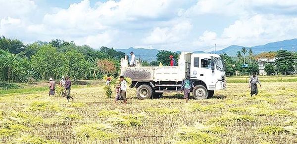 初上市的日本白芝麻品种在曼德勒市场上获得好价钱