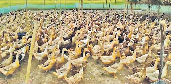 鸭蛋价钱走俏鸭农们盈利却不多