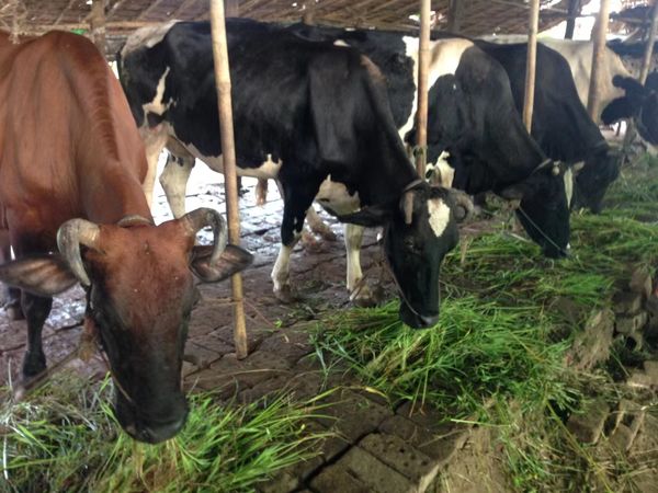 实皆省内设立了10处养殖特区饲养着65万头(只)家畜家禽