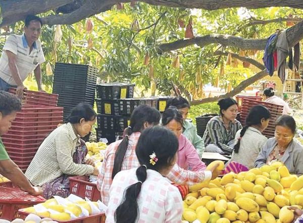 缅中边贸地区芒果季节即将结束