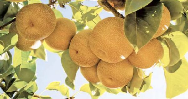 掸邦南部梨子初上市获得了好价钱