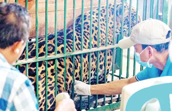 仰光动物园兽医医师们救护美国雌豹使其恢复健康