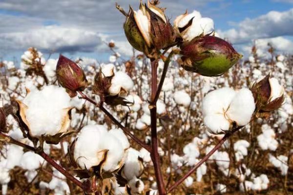 实皆省昌吴县区已完成了4,500多英亩棉田的种植工作