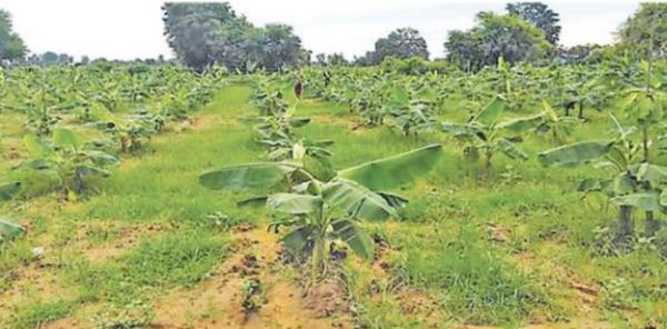 伊洛瓦底省宫漂县区今年雨季种植季节种了15,000英亩的香蕉