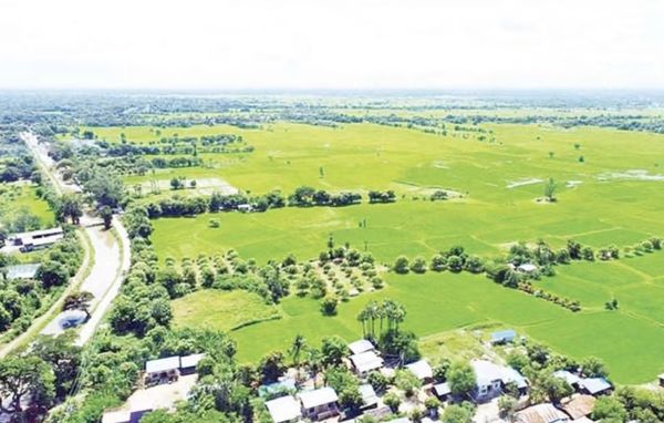 曼德勒省皎栖县区规划种植5万多英亩的雨季稻