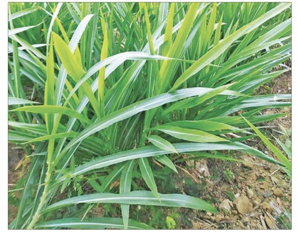 动物饲料内比亚牧草