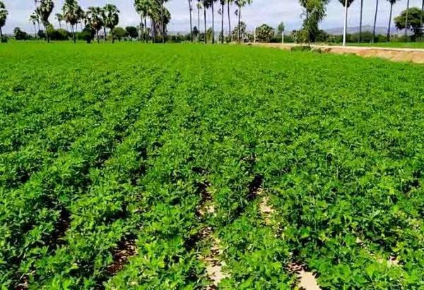 马奎省南卯县区今年雨季种植了3万多英亩花生