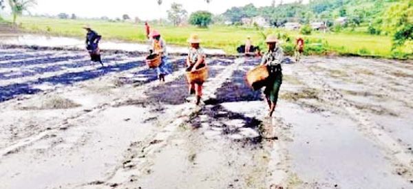 实皆省杰沙专区雨季作物种植情况