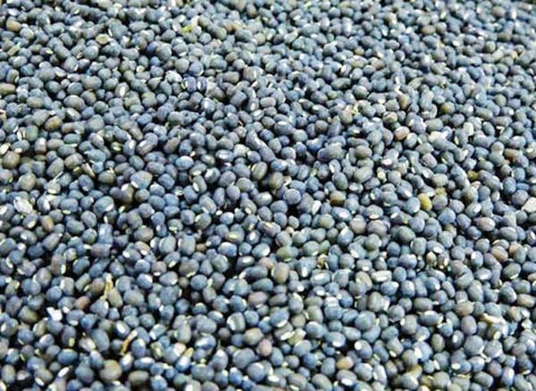 印度购买力强劲使曼德勒市场上的黑麦豆获得好价钱