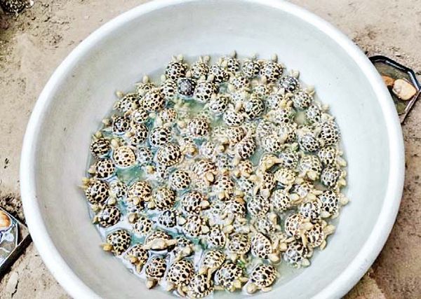 星龟保护园中星龟数量不断在增加