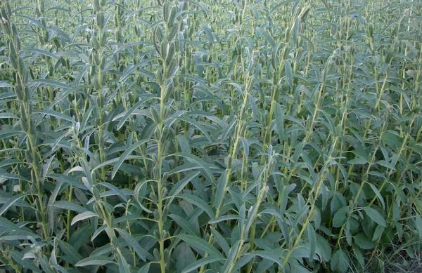 马奎省敏巫专区今年夏芝麻种植情况