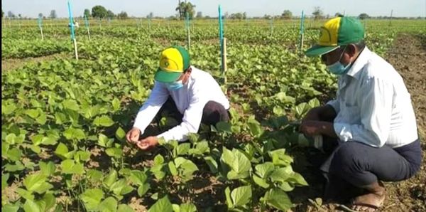 实皆省霍马林县区今年将种植9万多英亩雨季作物