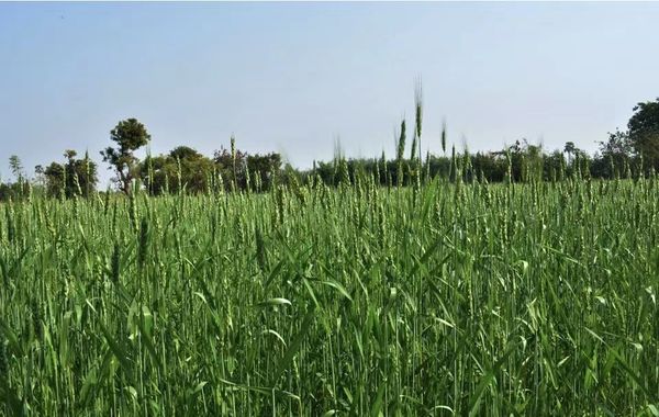 实皆省今年将扩大种植小麦作物