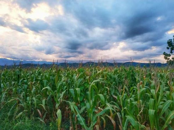 掸邦北部皎脉专区已种植20多万英亩玉米