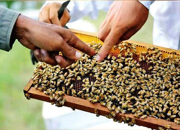 新财政年度3个月缅甸向国外出口近500吨的蜂蜜