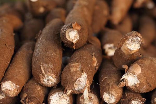 伊洛瓦底省宫漂县区今年雨季种植了15,000英亩木薯